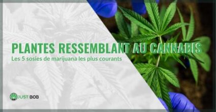 Plantes ressemblant au cannabis : les 5 sosies