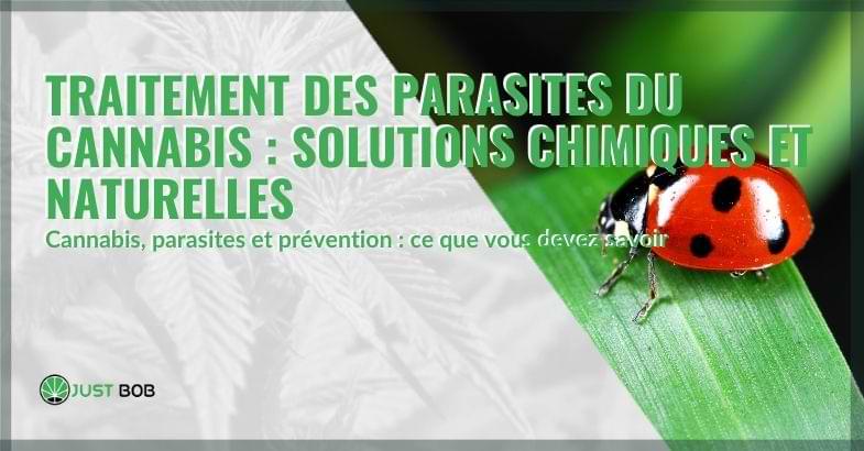 Traitement des parasites du cannabis : solutions chimiques et naturelles