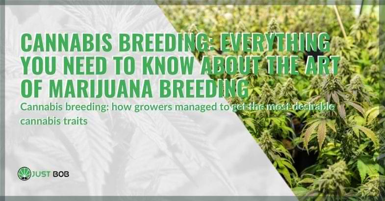 Cannabis breeding: everything you need to know about the art of marijuana breeding