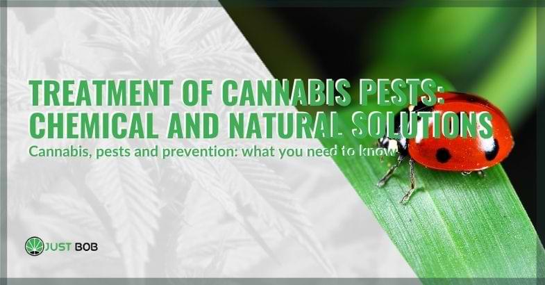 Treatment of cannabis pests: chemical and natural solutions