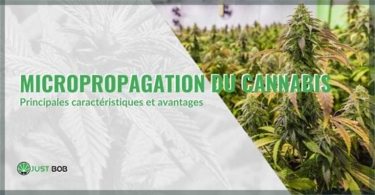 Micropropagation du cannabis : principales caractéristiques et avantages