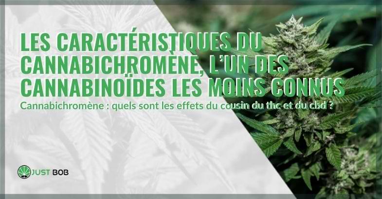 Les caractéristiques du cannabichromène,