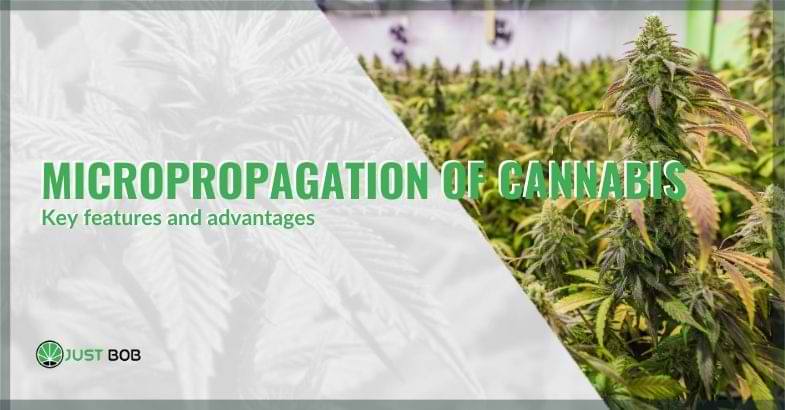 Micropropagation of cannabis: key features and advantages