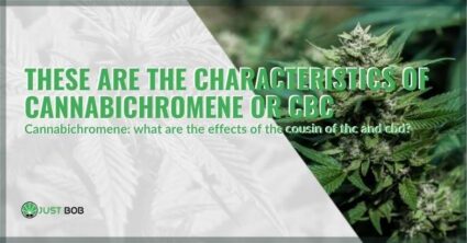 These are the characteristics of cannabichromene or CBC