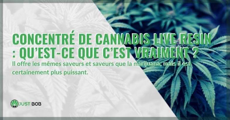 Concentré de cannabis live resin