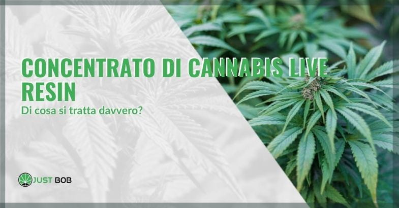 Concentrato di cannabis live resin: di cosa si tratta davvero?