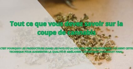 Tout ce que vous devez savoir sur la coupe de cannabis