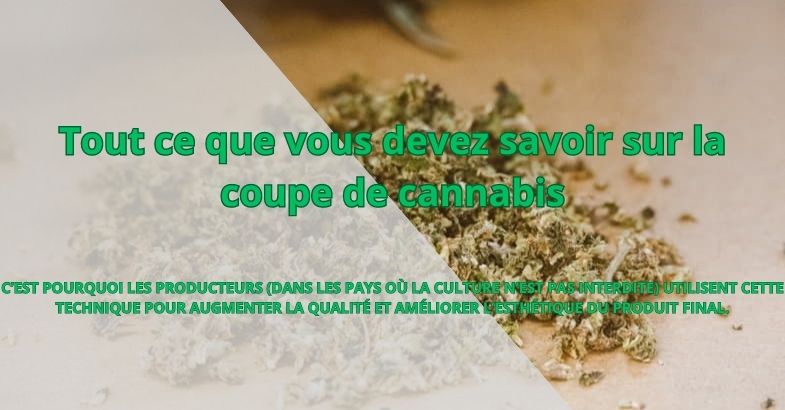 Tout ce que vous devez savoir sur la coupe de cannabis