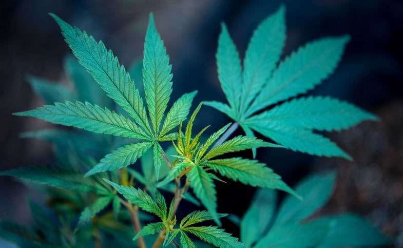 Foxtail in cannabis: is it harmful?