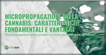 Micropropagazione della cannabis: caratteristiche fondamentali e vantaggi