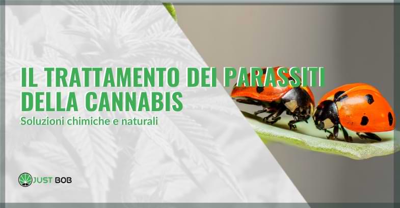 Il trattamento dei parassiti della cannabis: soluzioni chimiche e naturali