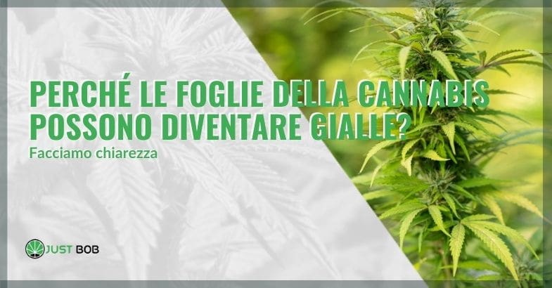 Perché le foglie della cannabis possono diventare gialle?