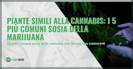 I 5 più comuni sosia della marijuana