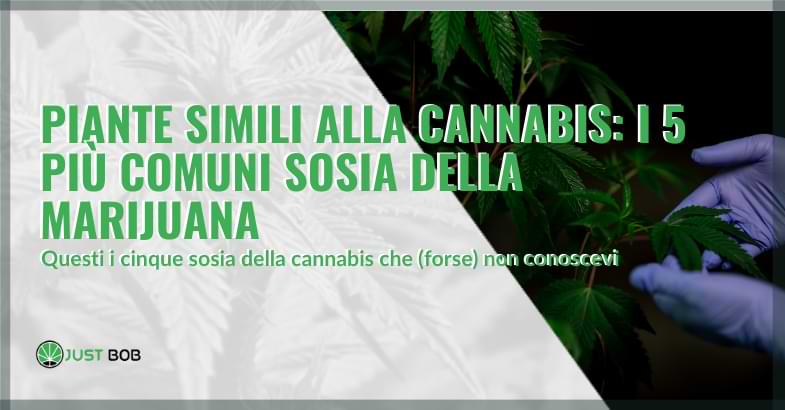 I 5 più comuni sosia della marijuana