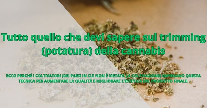 Tutto quello che devi sapere sul trimming (potatura) della cannabis