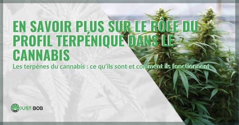 En savoir plus sur le rôle du profil terpénique dans le cannabis