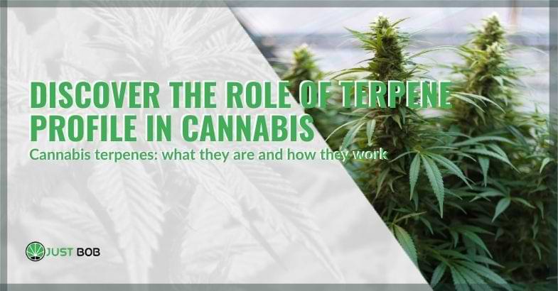 Discover the role of terpene profile in cannabis