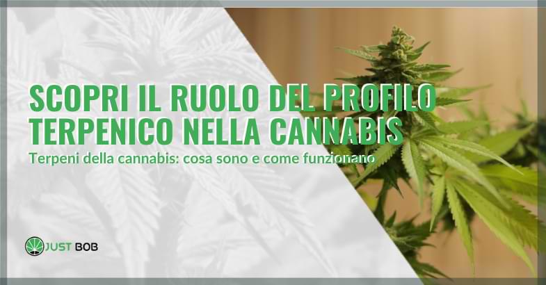 Scopri il ruolo del profilo terpenico nella cannabis