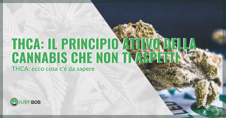 THCA: il principio attivo della cannabis che non ti aspetti