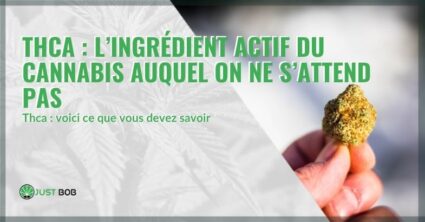 THCA : l’ingrédient actif du cannabis auquel on ne s’attend pas