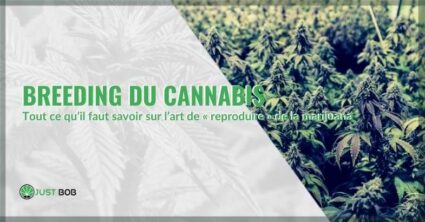 Culture sélectionnée de cannabis : tout ce qu’il faut savoir sur l’art de « reproduire » de la marijuana