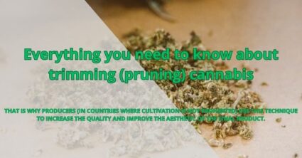 Everything you need to know about trimming (pruning) cannabis