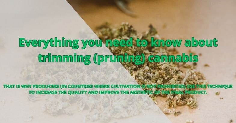Everything you need to know about trimming (pruning) cannabis
