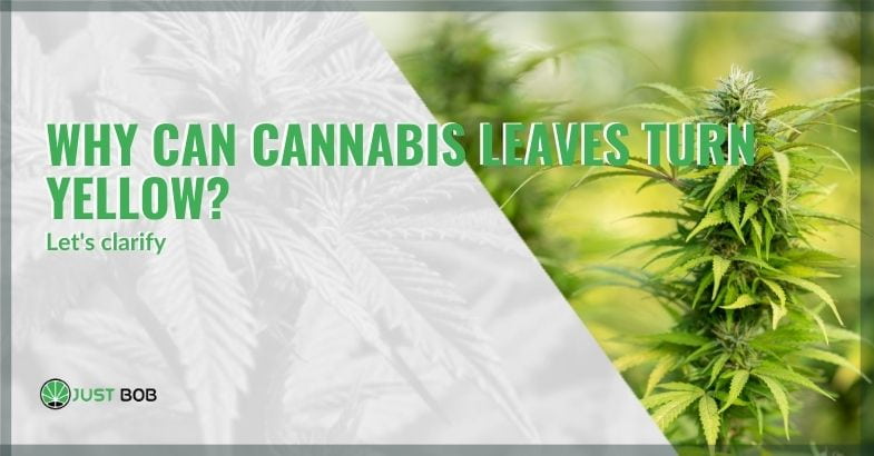 Why can cannabis leaves turn yellow?
