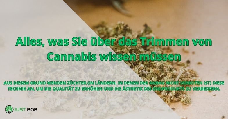 Alles, was Sie über das Trimmen von Cannabis wissen müssen