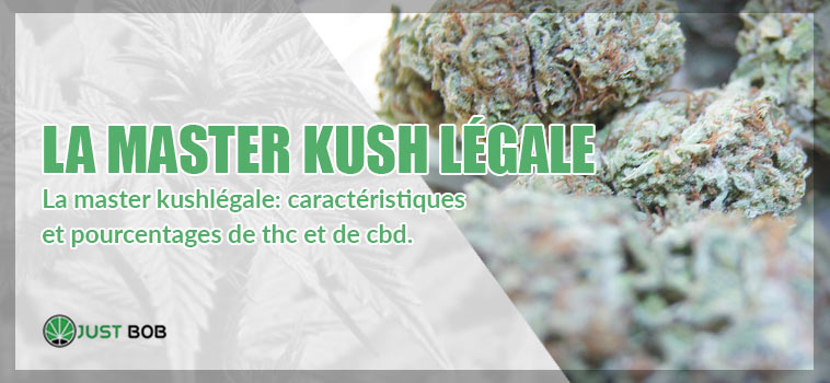 Caractéristiques et pourcentage de cbd de la legal master kush