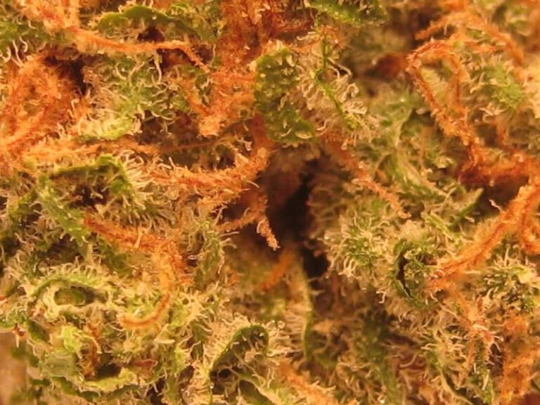 La Masteru Kush legale