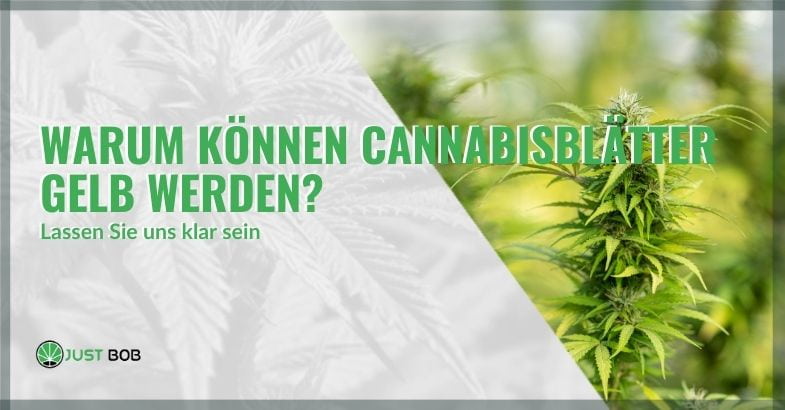 Warum können Cannabisblätter gelb werden?