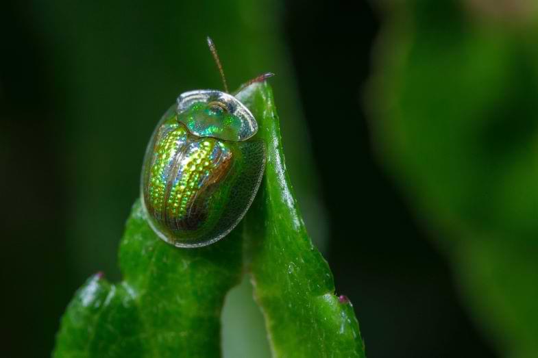 Insectes utiles : utiliser des insectes pour lutter contre les parasites du cannabis