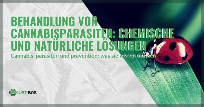 Behandlung von Cannabisparasiten: chemische und natürliche Lösungen
