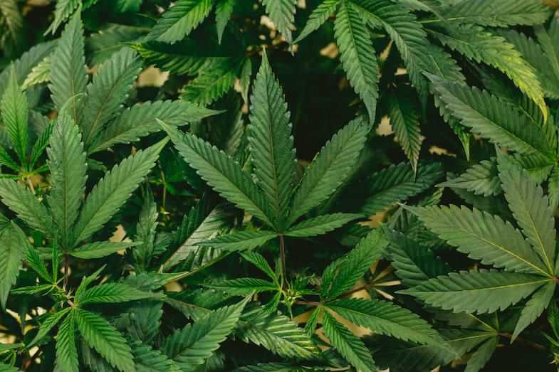 The basics of cannabis breeding