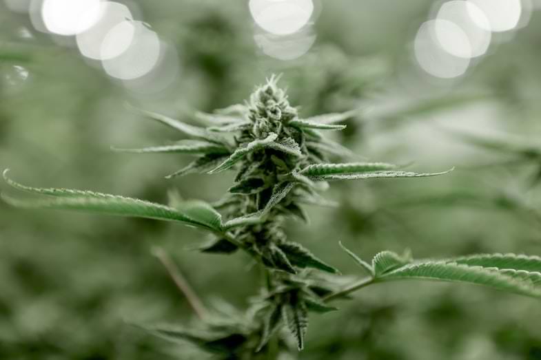 Culture du cannabis : les études sur la micropropagation se poursuivent