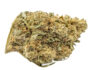 64545 Fleur cbd de la varieté Master Kush