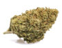 64671 Fleurs cbd de la varieté mango cbd boost