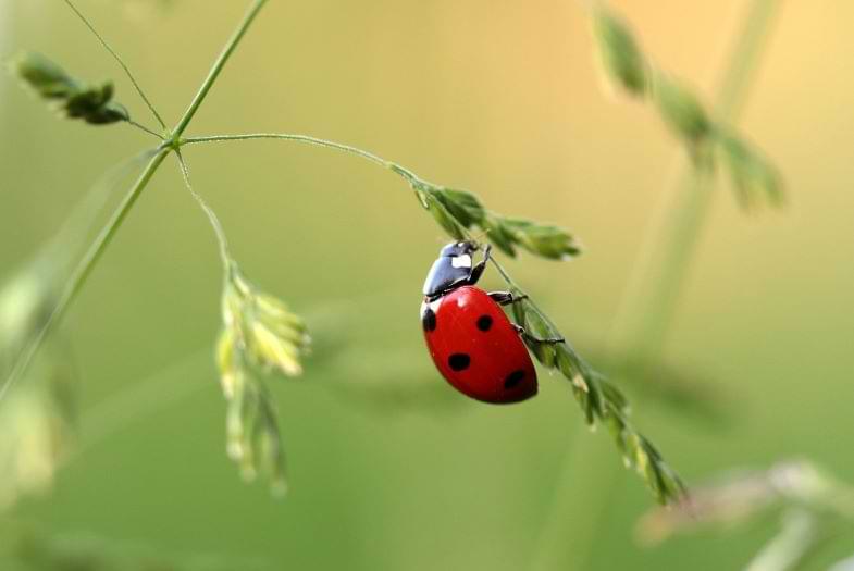 CANNABIS, PARASITEN UND PRÄVENTION