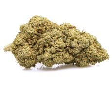 Royal GG#4 cannabis light 