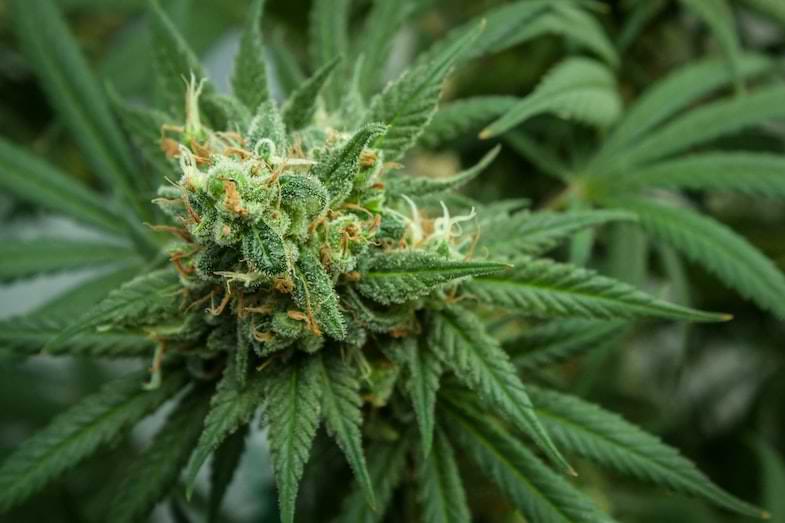 Breeding e varietà di cannabis