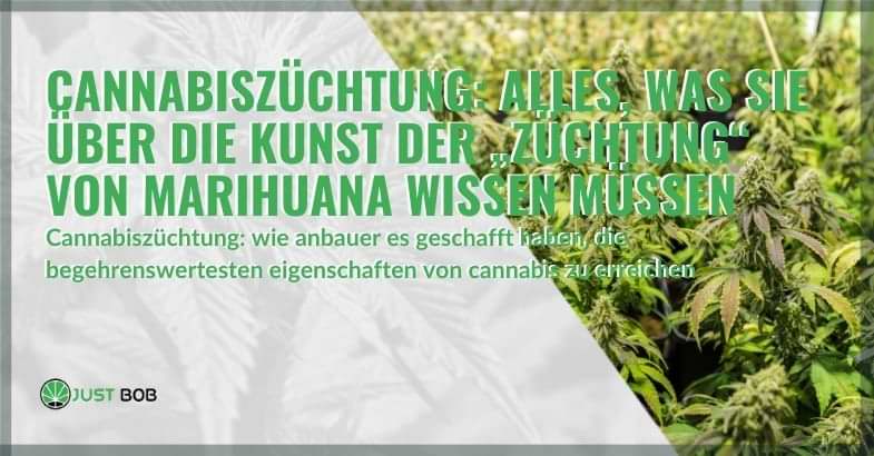 Cannabiszüchtung: Alles, was Sie über die Kunst der „Züchtung“ von Marihuana wissen müssen