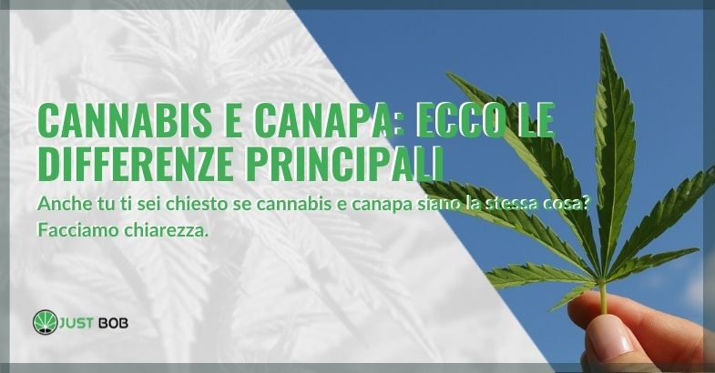 Cannabis e canapa: ecco le principali differenze