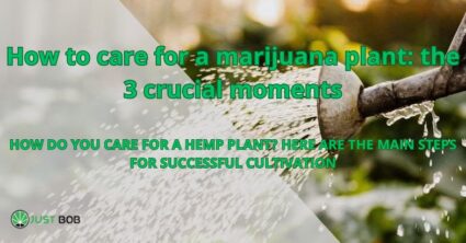 Wie man eine MaHow to care for a marijuana plant: the 3 crucial momentsrihuanapflanze pflegt