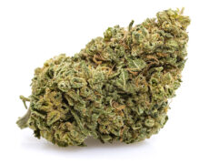 cbd bud of gorilla glue legal weed
