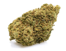 cbd bud of orange bud