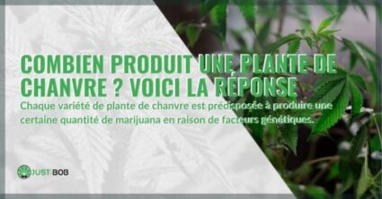 Combien produit une plante de chanvre?