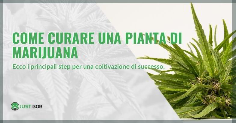 Come curare una pianta di marijuana: i 3 momenti cruciali