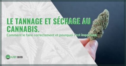 Le tannage et séchage au cannabis