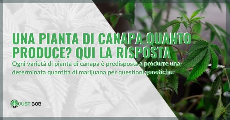 Una pianta di canapa quanta marijuana produce?